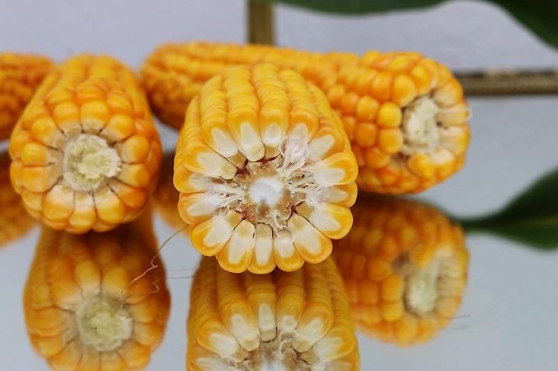 Lemken Lemken ?Korund 2m Saatbeetkombination mit Stabwalze 250mm 11Kultivatorzinken geschraubt Tiefeneinstellung über Drehspindel der Krümlerwalze