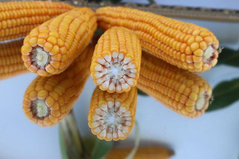 Lemken Lemken ?Korund 2m Saatbeetkombination mit Stabwalze 250mm 11Kultivatorzinken geschraubt Tiefeneinstellung über Drehspindel der Krümlerwalze