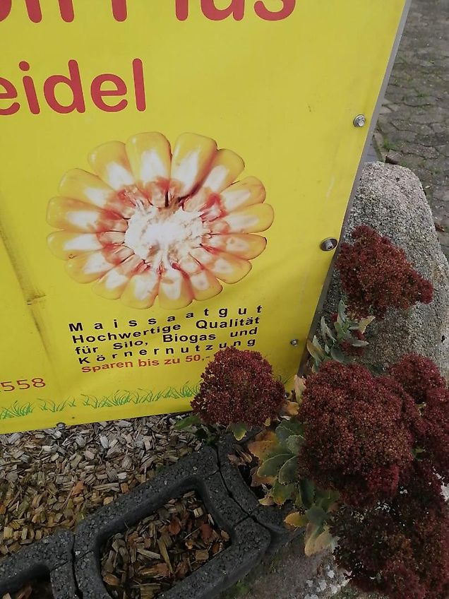 Lemken Lemken ?Korund 2m Saatbeetkombination mit Stabwalze 250mm 11Kultivatorzinken geschraubt Tiefeneinstellung über Drehspindel der Krümlerwalze