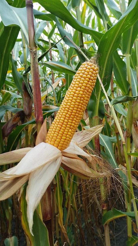 Lemken Lemken ?Korund 2m Saatbeetkombination mit Stabwalze 250mm 11Kultivatorzinken geschraubt Tiefeneinstellung über Drehspindel der Krümlerwalze